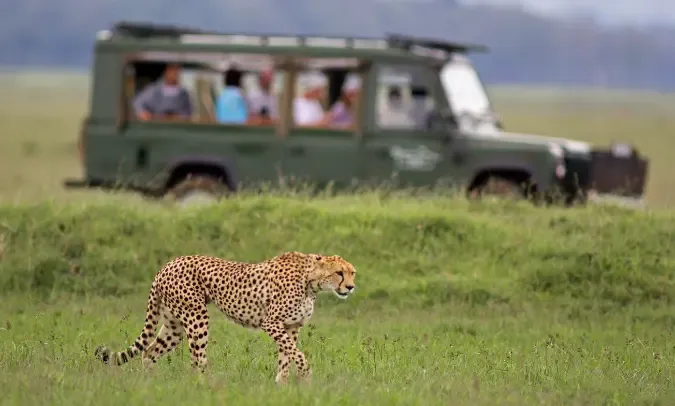 Gepard idący przed samochodem z turystami w parku narodowym Serengeti w Tanzanii