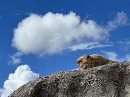 Lew w Parku Narodowym Serengeti, wycieczka na Safari Tanzania