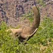 Słoń zrywa liście z gałęzi w Damaraland w Namibii