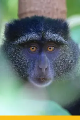 Las tropikalny, Wycieczka Tanzania