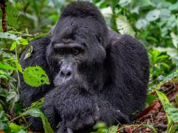 Goryl górski w Bwindi w Ugandzie