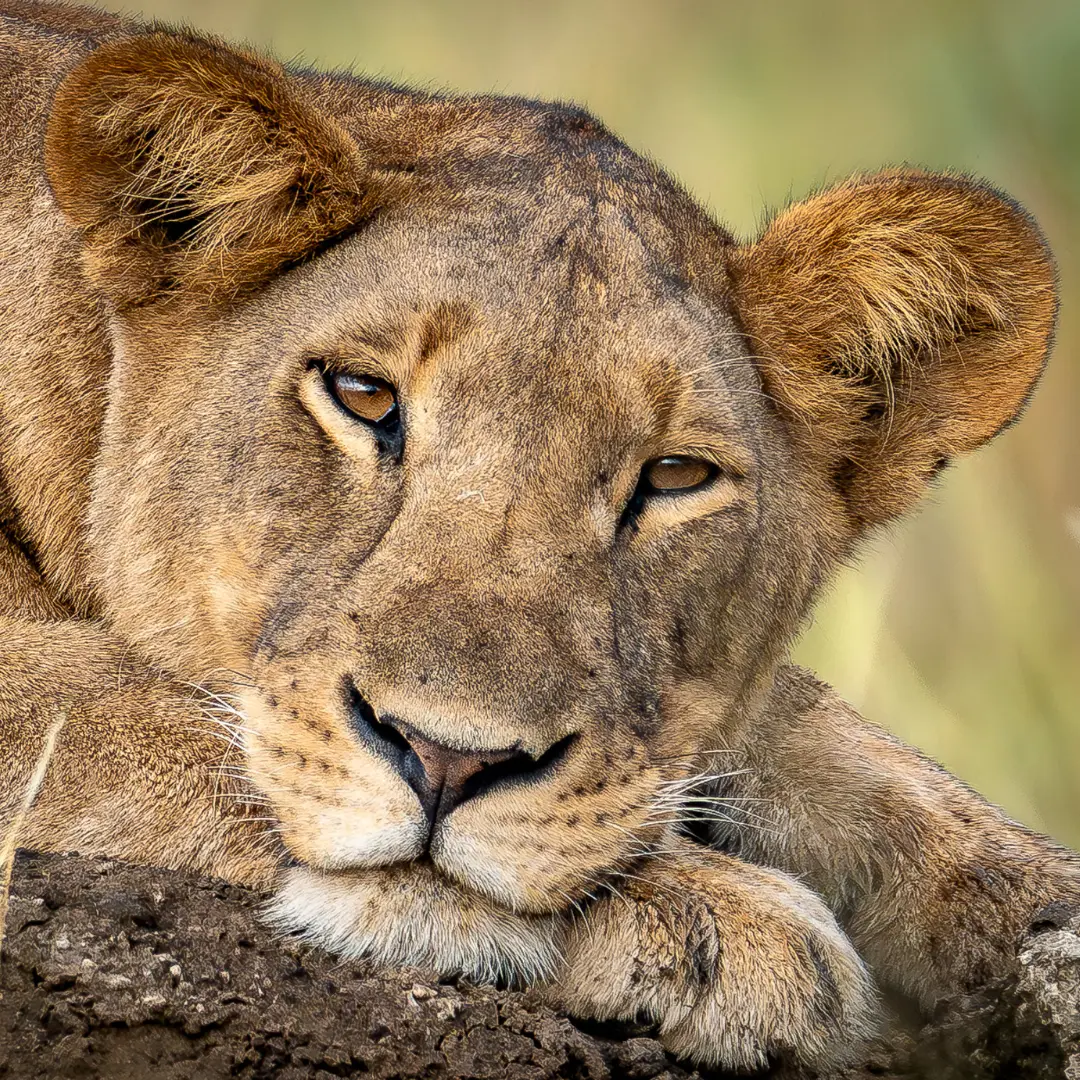 Lwica patrząca w obiektyw, parka narodowy Queen Elizabeth w Ugandzie