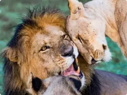 Gepard patrzący w obiektyw fotografa w parku narodowym Etosha w Namibii.