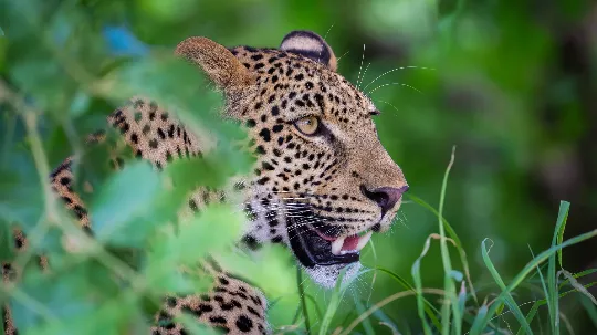 Lampart wyglądający z zarośli w parku narodowym South Luangwa w Zambii