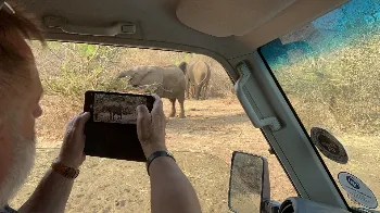 ANTYLOPA ELAND W ZAMBII