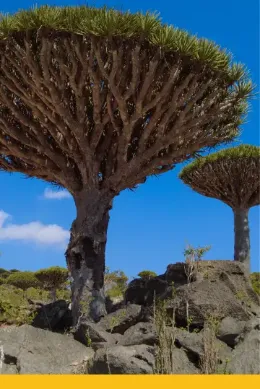 Smocze drzewa, wycieczka Sokotra, Jemen