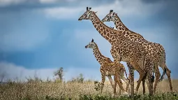 Trzy żyrafy idące w parku narodowym Serengeti w Tanzanii