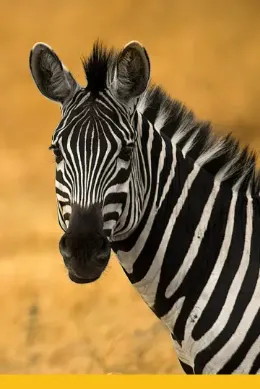 Wielka Piątka, Rwanda wycieczka