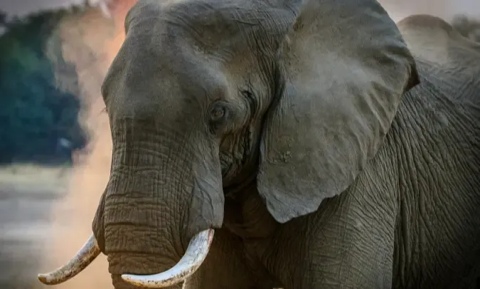 Słoń w parku narodowym Serengeti w Tanzanii, wycieczka do Serengeti