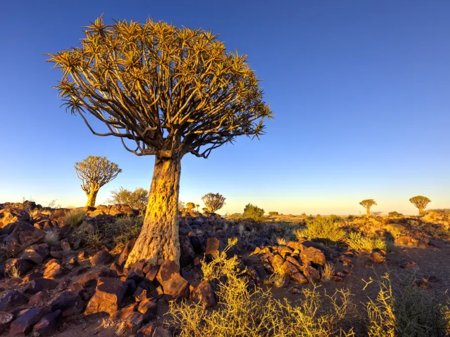 Pustynny krajobraz Namibii z charakterystycznymi drzewami kołczanowymi (aloesami drzewiastymi) rosnącymi na skalistym, suchym terenie. Drzewa mają masywne, zwężające się ku górze pnie o złocistej, łuszczącej się korze. Ich korony tworzą gęste, wielokrotnie rozwidlone gałęzie zakończone rozetami ostrych, mięsistych liści skierowanych ku niebu.