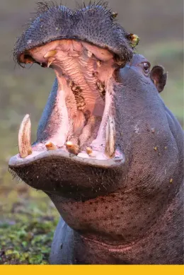 Hipopotam w Nilu WIktorii w Ugandzie