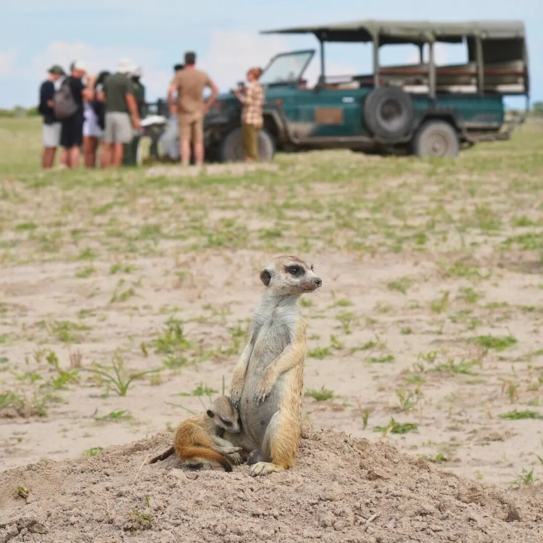 Surykatka w Botswanie z turystami outventure.life w tle