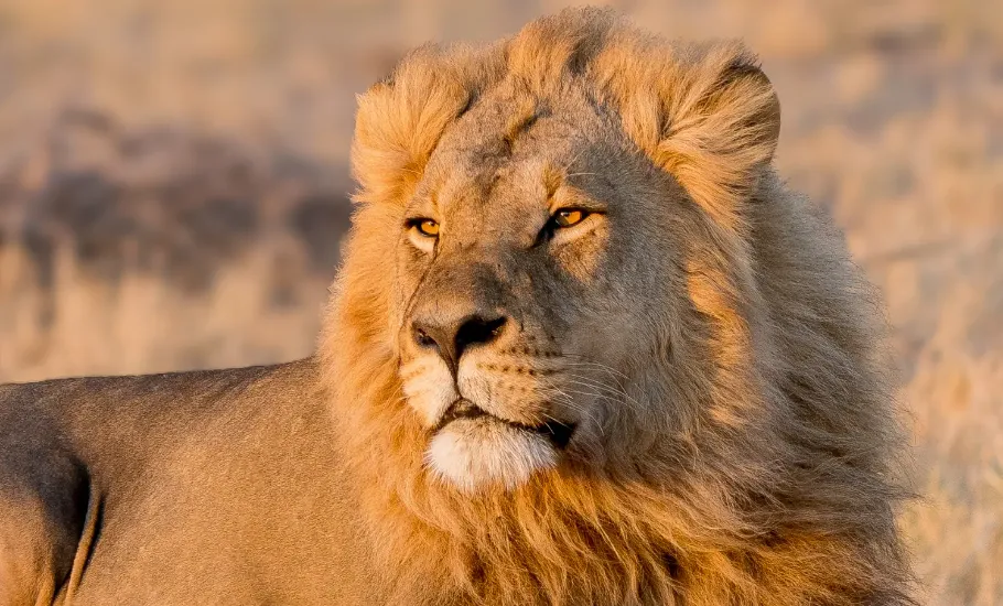 Leżący lew w rezerwacie Moremi w Botswanie