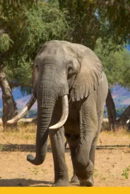 słoń, safari Zambia