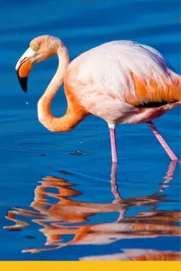 Flaming, wycieczka Tanzania