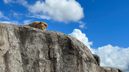 Lew podczas wycieczki do Tanzanii