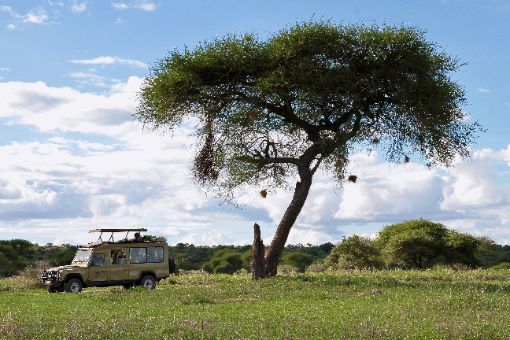 Tarangire, Tanzania, Afryka