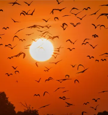 Migrujące nietoperze w parku narodowym Kasanka w Zambii