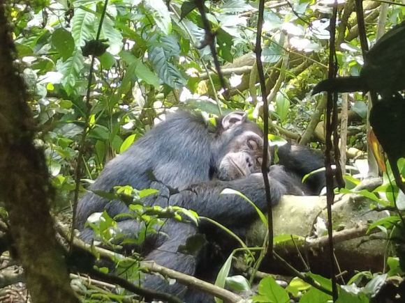 szympans w Kibale Forest, Uganda
