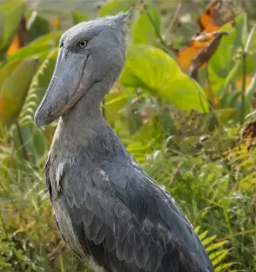 Trzewikodziób na mokradłach Mabamba w Ugandzie