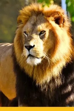 Lew w Queen Elizabeth w czasie wycieczki do Ugandy