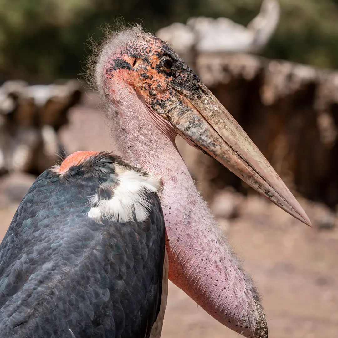 Marabut w Ngorongoro w Tanzanii