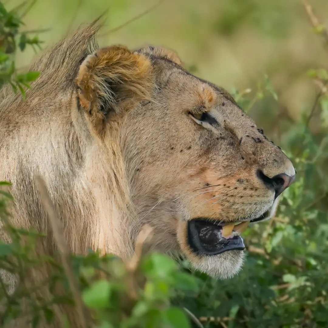 Lwica w parku narodowym Serengeti w Tanzanii