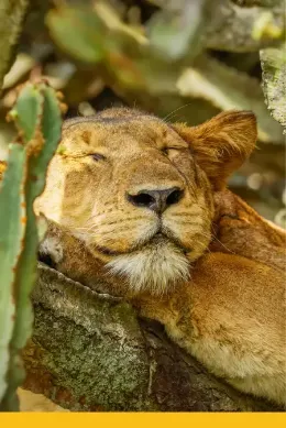 Lew na drzewie w Ishashy, atrakcja wycieczek do Ugandy