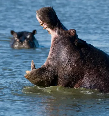 Hipopotam w rzece Okawango w Botswanie