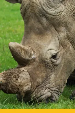 Nosorożec biały, Uganda, Afryka