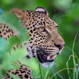 Lampart w Parku Narodowym South Luangwa w Zambii