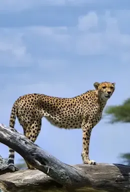 Safari Tanzania, Serengeti