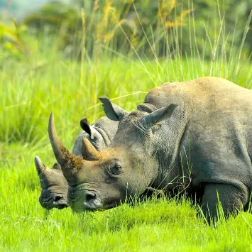 Nosorożec biały, safari Uganda