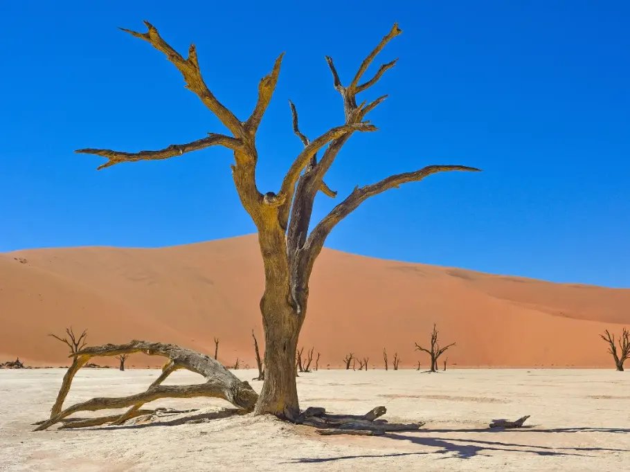 Surrealistyczny krajobraz Deadvlei w Namibii. Na pierwszym planie stoi martwe, sczerniałe od słońca drzewo o dramatycznie powykręcanych gałęziach, rzucające cień na białą, spękaną gliniastą ziemię. U jego stóp leży powalony konar. W tle wznosi się potężna, gładka, pomarańczowa wydma, która ostro kontrastuje z intensywnym błękitem bezchmurnego nieba.