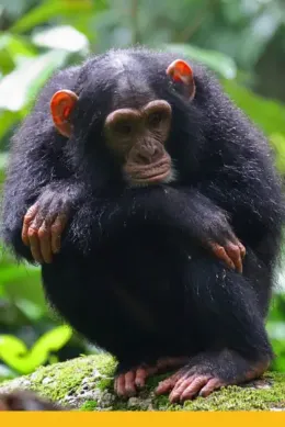 Trekking do szympansów, Rwanda