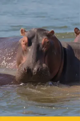 Hipopotam, Zambia wycieczka