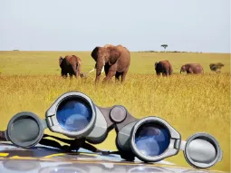 Staromodna lornetka położona na masce samochodu typu safari, w tle stado słoni na równinie pokrytej żółtą trawą.