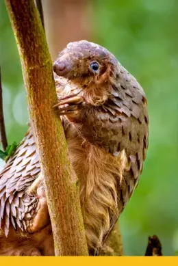 Łuskowiec w Parku Narodowym Bwindi w Ugandzie