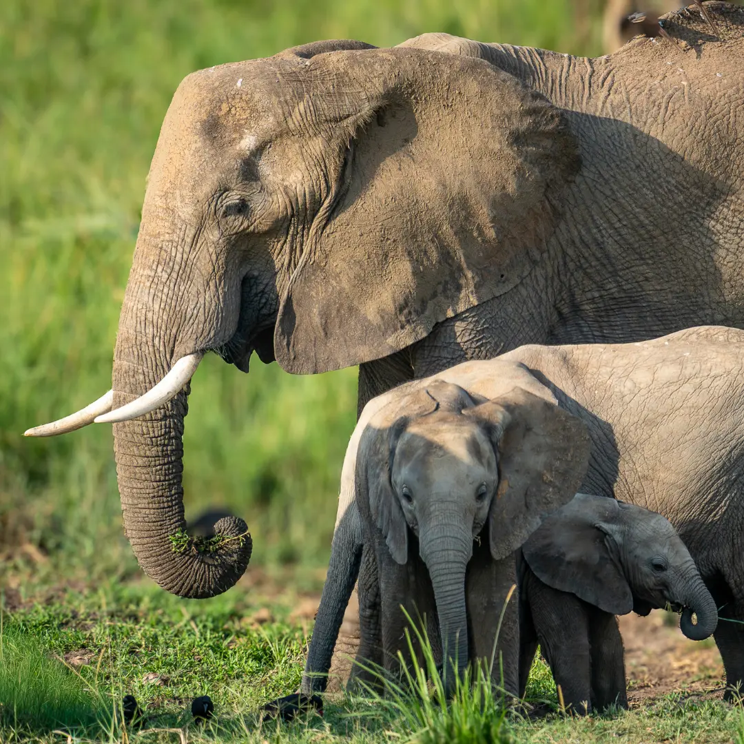 Słonie w parku narodowym Murchison Falls w Ugandzie