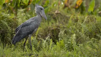 Trzewikodziób, safari Ugada