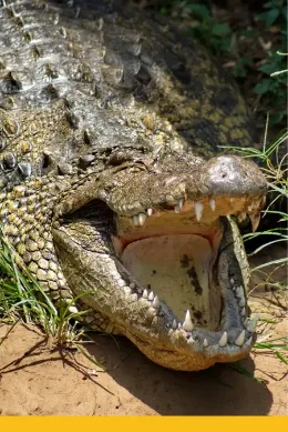 Krokodyl nilowy w Kanale Kazinga w Ugandzie