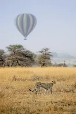 Gepard i balon w Serengeti, Tanzania, Afryka