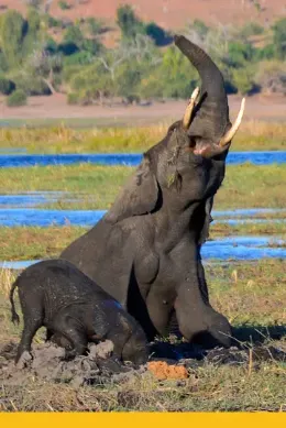 Słonica nad rzeką Chobe w Botswanie