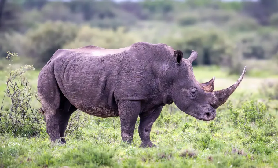 Nosorożec biały w Khama Rhino Sanctuary w Botswanie