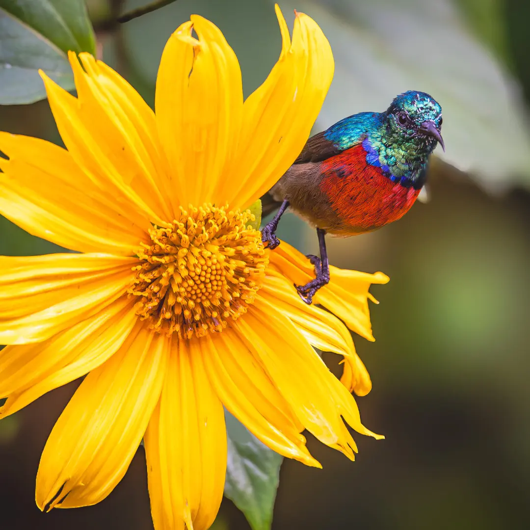 Nektarnik na żółtym kwiecie, Bwindi w Ugandzie