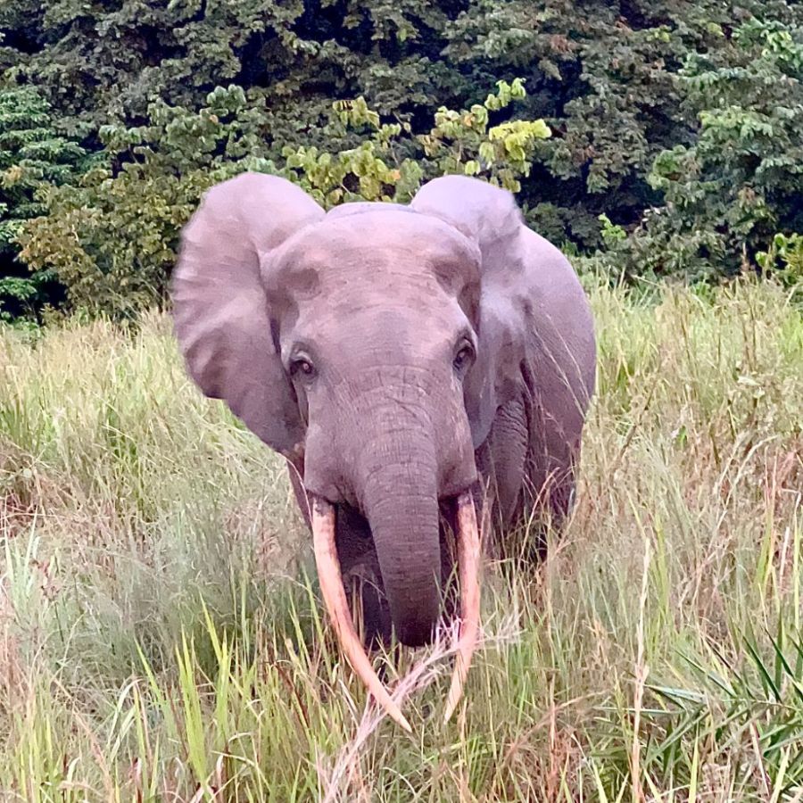 Wyprawa do Gabonu, Afryka