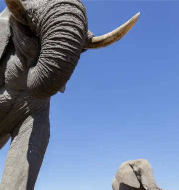 Słonie w parku narodowym Chobe w Botswanie