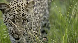 Lampart idący w trawie w parku narodowym Queen Elizabeth w Ugandzie