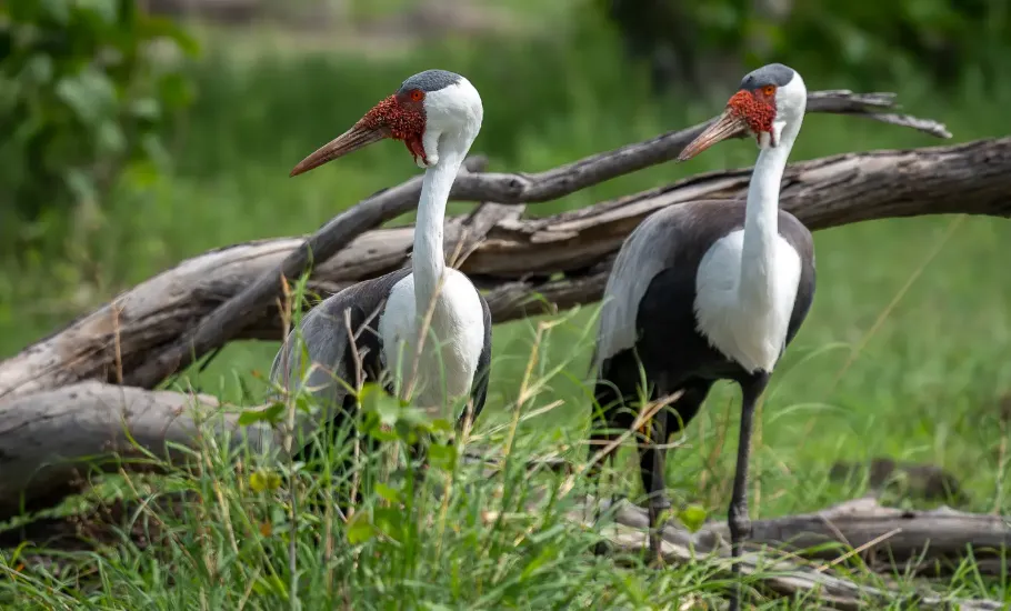 Żurawie koralowe w Moremi w Botswanie