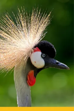 Koronnik w Ugandzie, wycieczka do Ugandy